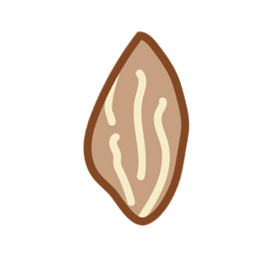 Illustration of an almond on a white background