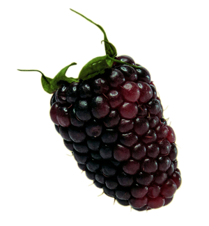 Blackberry with green leaves on a white background